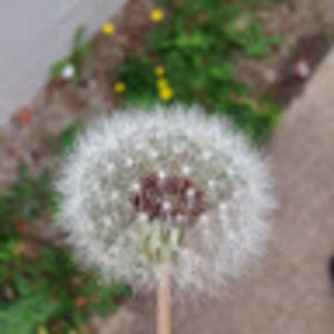 Meet your Posher, Benjamin nh